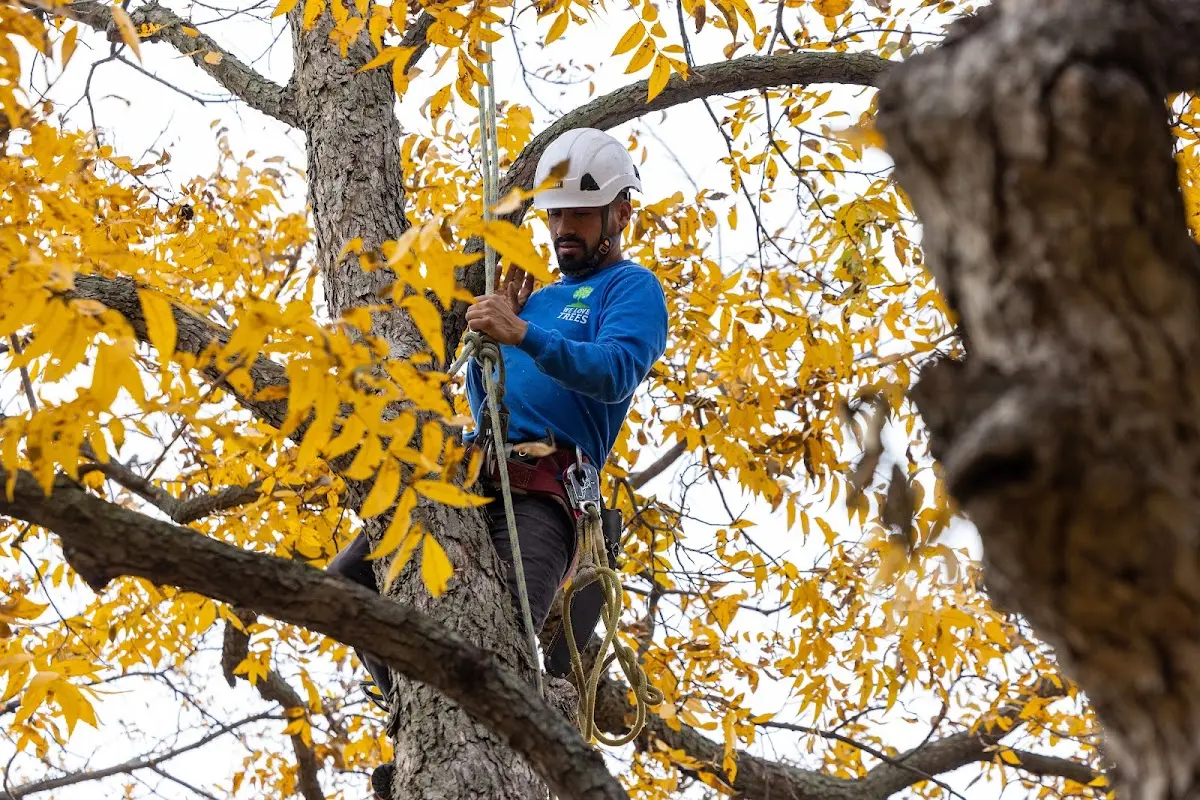 Skilled Tree Pruning crew working in Hamer