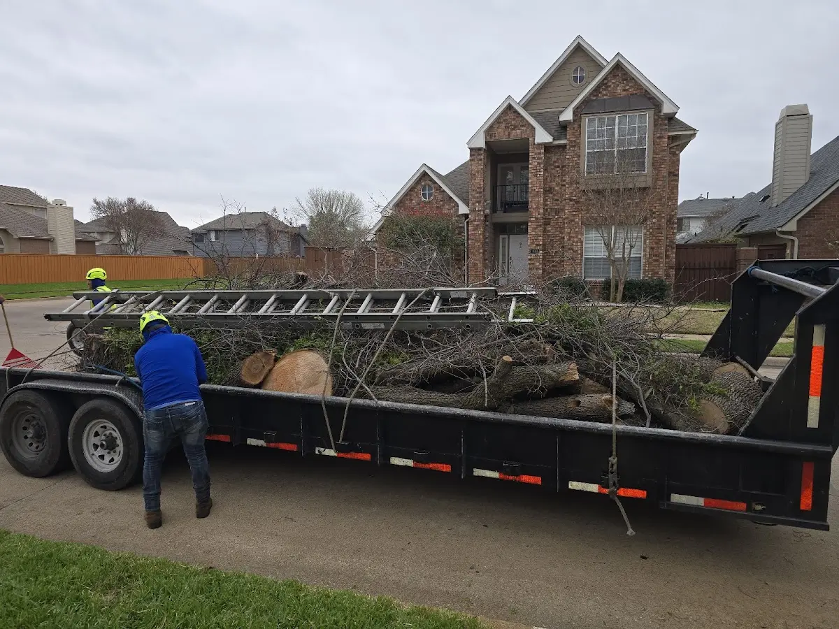 Expert Tree Removal with proper safety equipment in Hamer